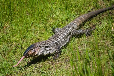 Overo lizard or common lizard in Uruguay with his tongue out, walking in the grass clipart