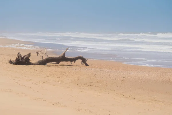 Мертвое Дерево Пляже Кабо Полонио Уругвае — стоковое фото