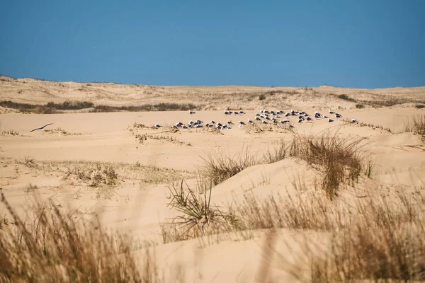Dune Sabbia Cabo Polonio Uruguay Con Gabbiani Riposo — Foto Stock