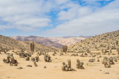 Atacama Çölü, Pan de Azucar Milli Parkı Şili, flowerful Atacama Çölü'kaktüs