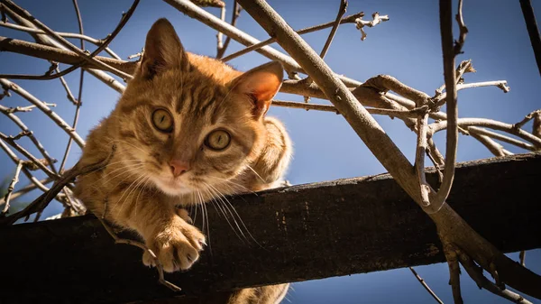 Çok güzel turuncu kedi bir ağaçta seyir