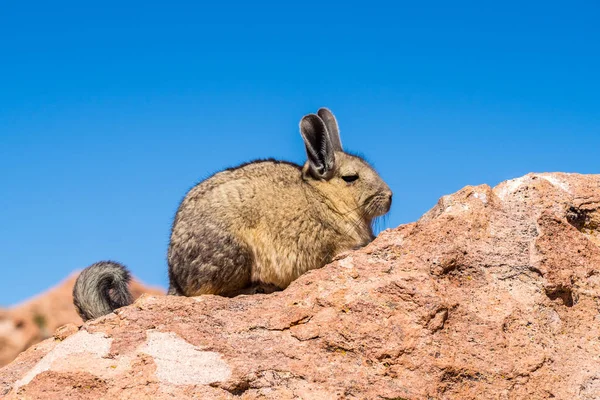 Закрыть Vizcacha Pic Скале Боливии — стоковое фото