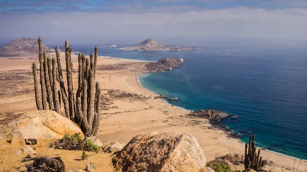 Sahil, Pan de Azucar Milli Parkı Şili. Atacama Çölü Sahili ve kaktüs