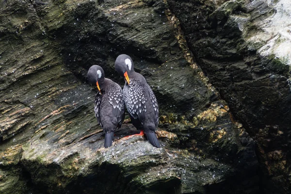 Pár Lille Kárókatona Egy Cliff Pingvin Humboldt Nemzeti Park Punta — Stock Fotó