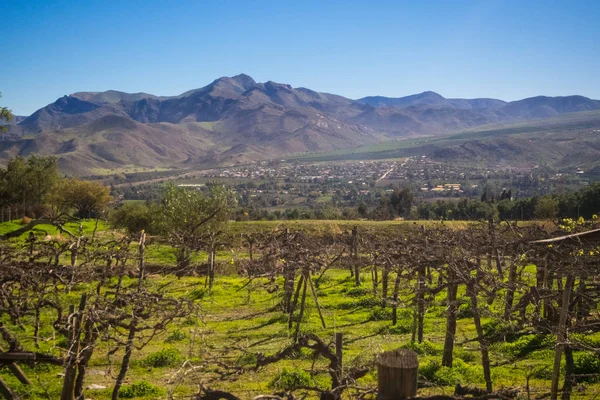 Grapevine çiçek dönüşümünde bir üzüm meyve bağ. Elqui Valley, Andes parçası Coquimbo bölgesi, Şili Atacama Çölü