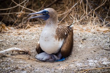 Bilbao, İspanya ağaçları arasında Begona kilise görünümünü
