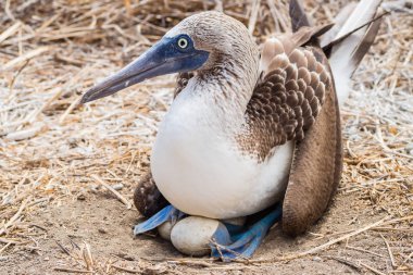Alcatraz mavi pençe kuş La Plata Island Ekvator, yumurta ile PIC kadar kapatın