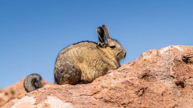 Close up vizcacha pic in teh altiplano in Bolivia. The Andes Range. Rocks and blue sky clipart