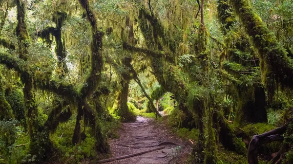 Carretera austral, Bosque Tonina Şili Patagonya büyülü ormanda detay