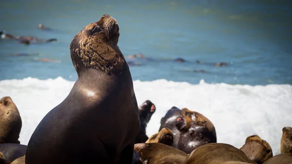 Női Tengeri Farkas Partján Argentína Strand Közelében Caleta Olivia — Stock Fotó