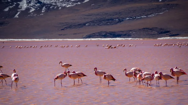 Фламинго Красной Лагуне Боливии Едят Воде Анды Хребта — стоковое фото