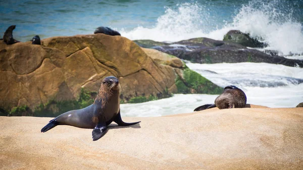 Lobo Marino Las Rocas Cabo Polonio Costa Uruguay —  Fotos de Stock