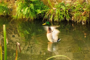 Ördek bir gölde uçmaya çalışıyor