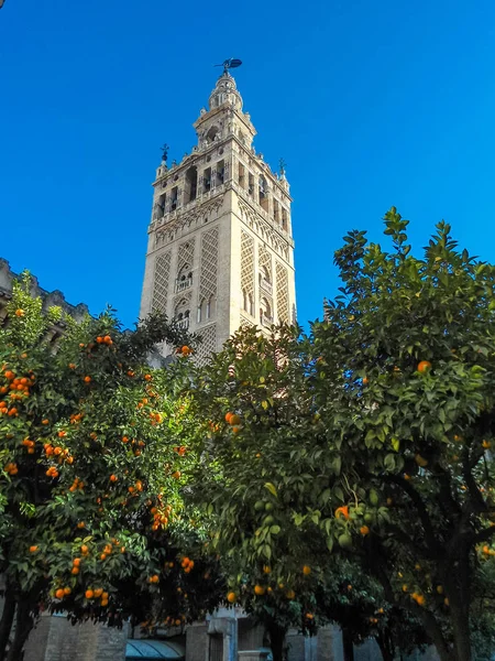 Giralda Στον Καθεδρικό Ναό Της Σεβίλλης Στην Ισπανία Πορτοκαλιές — Φωτογραφία Αρχείου
