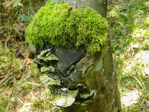 Tronco Árvore Velha Árvore Derrubada Floresta Com Musgo País Basco — Fotografia de Stock