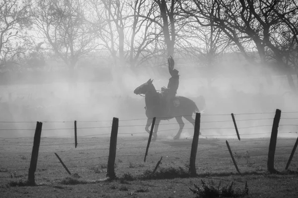 Gaucho, bir rodeo inekler Arjantin ile. Arjantin pampa