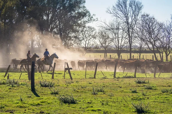 Gaucho, bir rodeo inekler Arjantin ile. Arjantin pampa