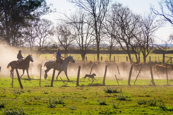 Gaucho, bir rodeo inekler Arjantin ile. Arjantin pampa