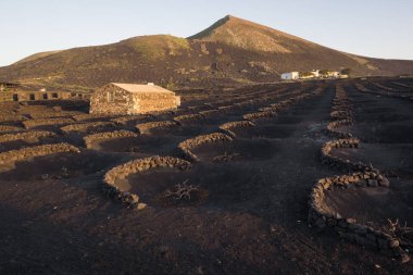 Tipik üzüm bağları Lanzarote Adası, La Geria. Bağ