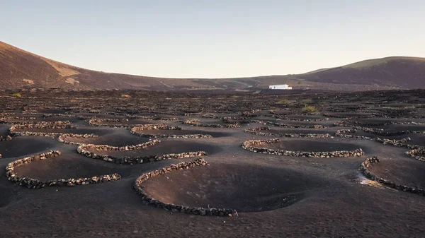 Vinhas típicas na ilha de Lanzarote, La Geria. Vinha — Fotografia de Stock