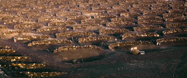 Vinhas típicas na ilha de Lanzarote, La Geria. Vinha — Fotografia de Stock