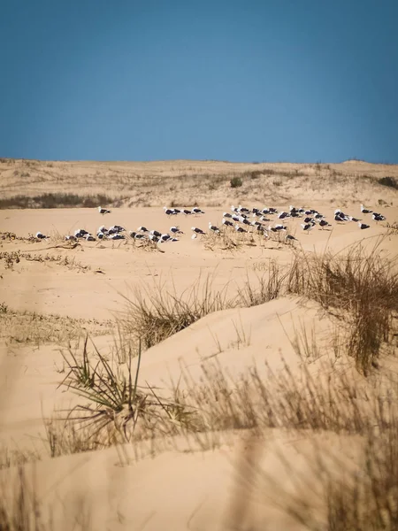 Dunas de arena en Cabo Polonio Uruguay, con gaviotas descansando — Foto de Stock