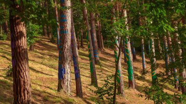 Painted forest in Oma, Basque Country. Ibarrola clipart