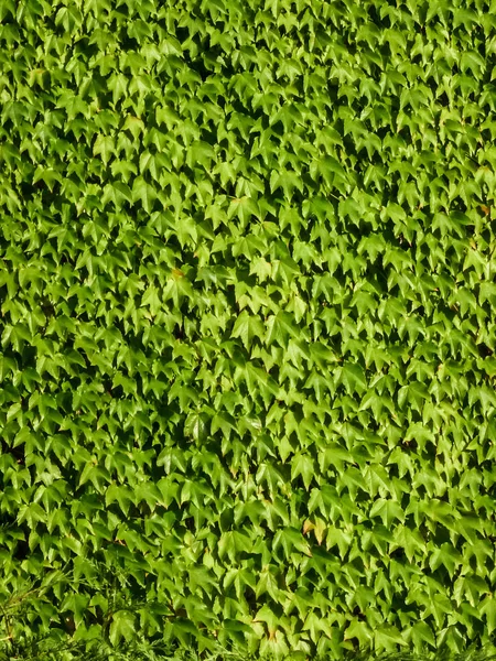 Folhas verdes naturais fundo da parede — Fotografia de Stock