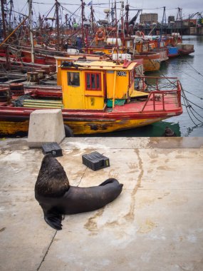 fishing port and sea lions, city of Mar del Plata, Argentina clipart