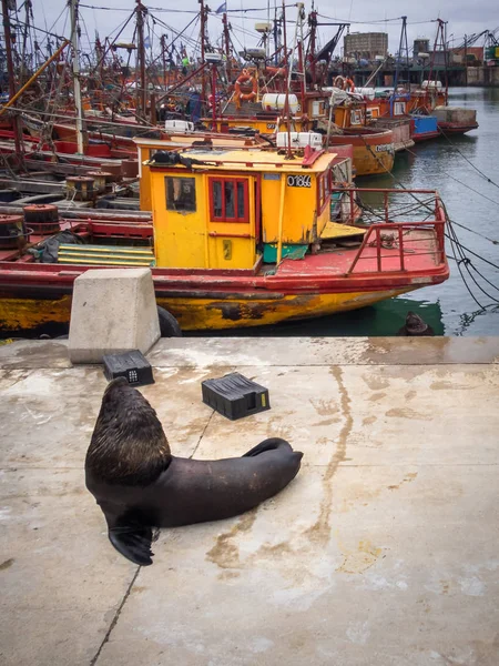 Puerto pesquero y lobos marinos, ciudad de Mar del Plata, Argentina —  Fotos de Stock