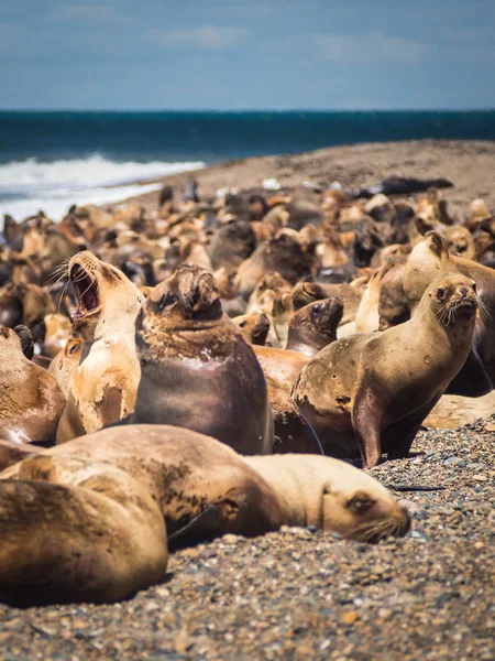 Tengeri Farkas a partján, Argentína. Strand közelében Caleta Olivia. — Stock Fotó