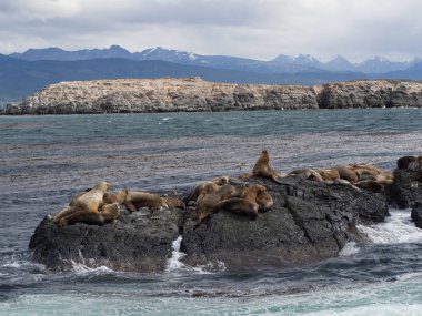 Grup mühürler ve deniz aslanları, Beagle kanalı, Ushuaia, Arjantin