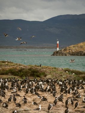 Beagle kanalı önünde bir ada olarak imparatorluk karabatak 