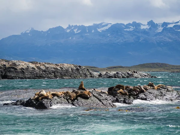 Grup mühürler ve deniz aslanları, Beagle kanalı, Ushuaia, Arjantin