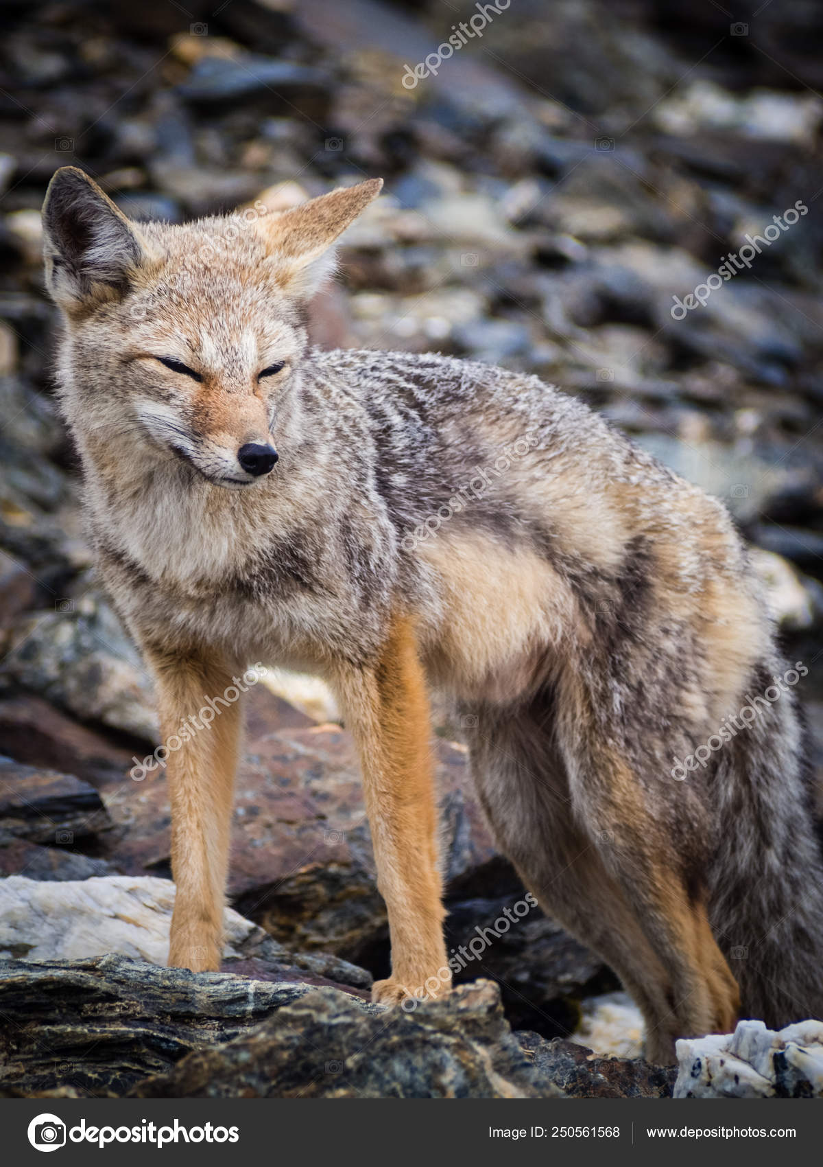 Grey fox Stock Photos, Royalty Free Grey fox Images | Depositphotos Grey fox Stock Photos, Royalty Free Grey fox Images | Depositphotos