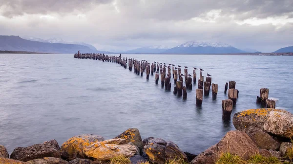 Kral karabatak koloni, eski Dock, Puerto Natales, Antartika Patag — Stok fotoğraf