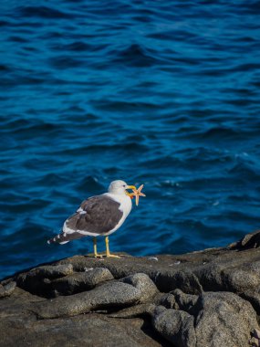 Şili sahil Zapallar yakınındaki bir starfidsh yeme martı 