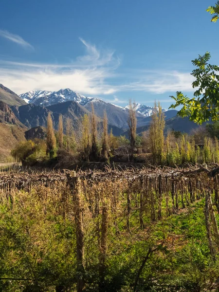 Grapeyard , Vineyard. Elqui Valley, Andes part of Atacama Desert — Stock Photo, Image