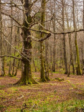 Kayın ağacı yaprağı N yanında Monte Santiago Park içinde olmadan