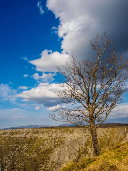 Hêtre sans feuilles dans le Parc du Monte Santiago à côté de la N — Photo