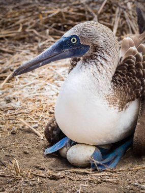 La Plata adasında mavi ayaklı Alcatraz yumurtadan yumurta 