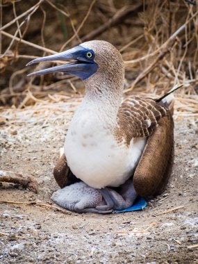 ECU 'da La Plata adasında bir piliç ile mavi bacaklı Gannet