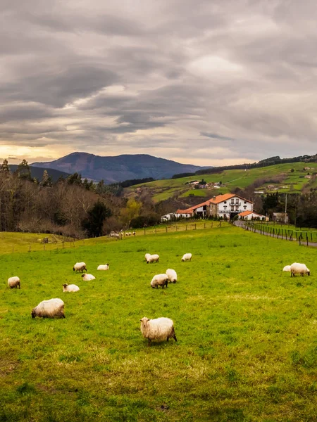 Фермерське господарство країни Басків з Отара овець на clou — стокове фото