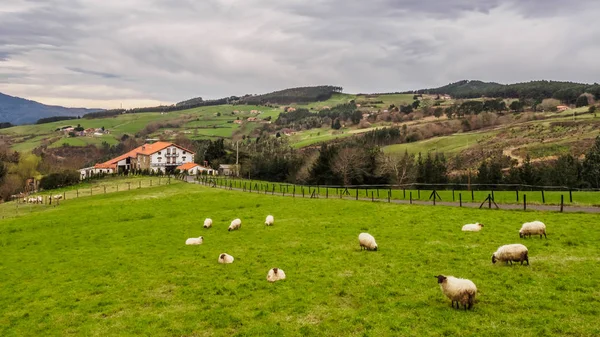 Bir Clou üzerinde koyun bir sürüsü ile Bask Ülkesi çiftlik evi