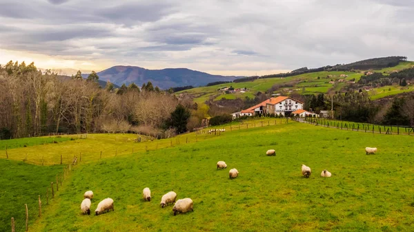 Фермерське господарство країни Басків з Отара овець на clou — стокове фото