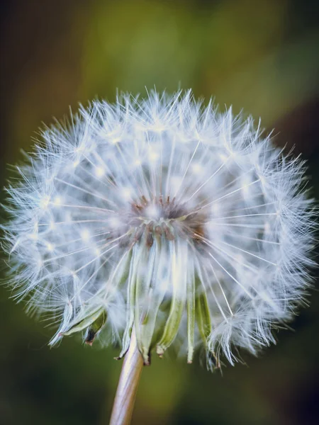 Wishie/wishy flower Dandelion flower seedhead, close up photogra — 스톡 사진