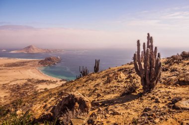 Sahil, Pan de Azucar Milli Parkı Şili. Atacama Çölü Sahili ve kaktüs