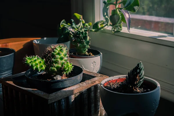 Little cactus close to window — Stock Photo, Image