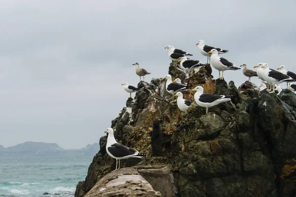 Seagulls i en klippa i Chiles kust — Stockfoto