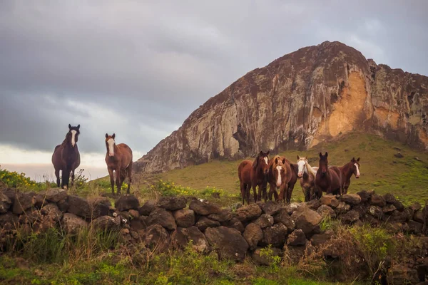 Кінь, що стоять перед вулкан Раніо Рараку на острові Пасхи Стокова Картинка